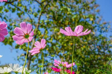 Beautiful pink cosmos flowers blooming in garden,spring season.