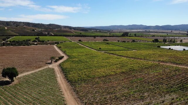 Aerial view of a beautiful vineyard landscape