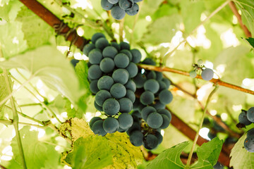 Ripe grapes hanging on the vine with lush green leaves. Image showcasing a cluster of dark grapes amidst vibrant green leaves, creating a natural, fresh scene. The sunlight filters through the foliage