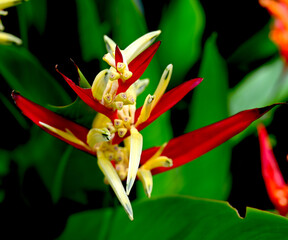 A closeup of a tropical plant - Heliconia - in a Saigon park on a sunny hot July day