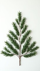 Evergreen Fir Branch in the Shape of a Christmas Tree