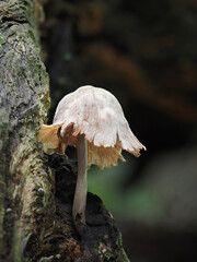 Fungal colonies growing wild on rotting tree trunks.