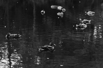 Black and White ducks