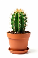 A potted cactus plant, isolated on white background , pot, container