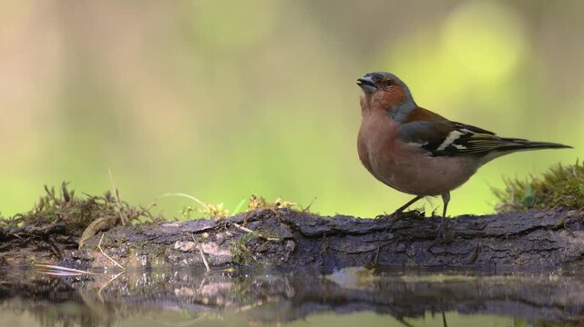 Bird male chaffinch Fringilla coelebs perching on forest puddle, spring time