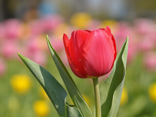Naklejka premium tulips in the garden