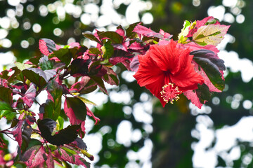 Hibiscus is a tropical ornamental plant with the scientific name Hibiscus rosa-sinensis L. from the Malvaceae family, originating from East Asia, and also known as kembang sepatu, bunga raya (in Malay