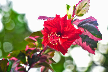 Hibiscus is a tropical ornamental plant with the scientific name Hibiscus rosa-sinensis L. from the Malvaceae family, originating from East Asia, and also known as kembang sepatu, bunga raya (in Malay