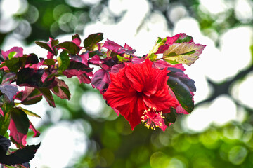 Hibiscus is a tropical ornamental plant with the scientific name Hibiscus rosa-sinensis L. from the Malvaceae family, originating from East Asia, and also known as kembang sepatu, bunga raya (in Malay