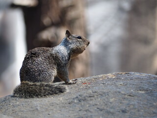 リス　ヨセミテ国立公園 © TOMOHIDE