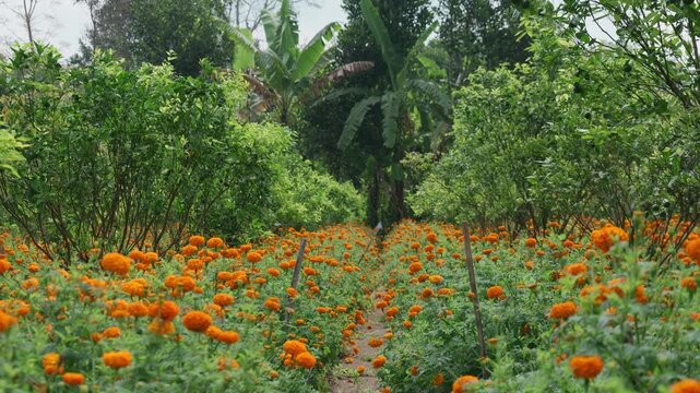 Field of growing bright orange blooming flowers. Tagetes erecta or marigold plantation.