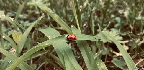 Ladybird on a blade of grass