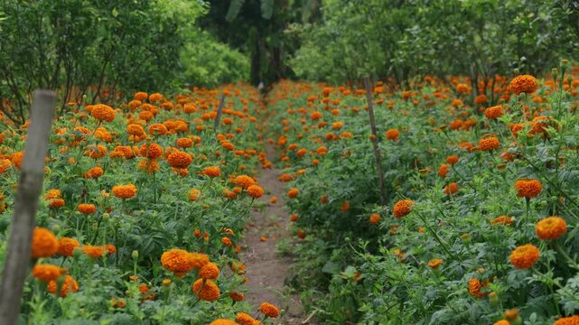 Field of growing bright orange blooming flowers. Tagetes erecta or marigold plantation.