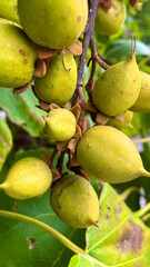 green berries on tree, detail view, wildlife nature