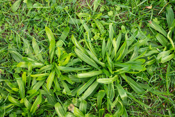 Zelený skorocel (Plantago major) s čerstvými listami rastúci v tráve, známy ako liečivá bylina používaná na rany, kašeľ, trávenie a prírodné liečenie.