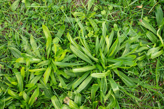 Zelen&yacute; skorocel (Plantago major) s čerstv&yacute;mi listami rast&uacute;ci v tr&aacute;ve, zn&aacute;my ako liečiv&aacute; bylina použ&iacute;van&aacute; na rany, ka&scaron;eľ, tr&aacute;venie a pr&iacute;rodn&eacute; liečenie.