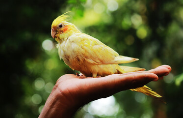  heavy pied lutino cockatiel bird in palm 
