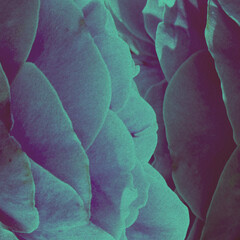 Abstract collage illustration background of rose petals toned in green and blue color. Grunge and noise effect applied. Retro vintage style