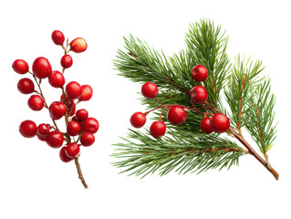 Festive red berries and evergreen branches for holiday decor on a transparent background, cut out