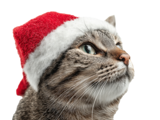 Cat wearing a festive Christmas hat for holiday celebration on a transparent background, cut out