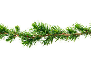 Green pine branch for holiday decorations and festive arrangements on a transparent background, cut out