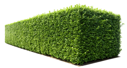Green hedge on transparent background