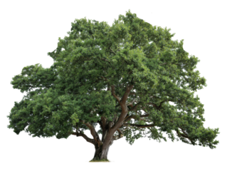 Majestic oak tree surrounded by lush greenery in nature setting on a transparent background, cut out