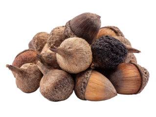 Collection of assorted nuts and acorns for natural decor on a transparent background, cut out