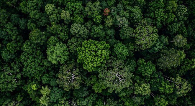 Forest canopy aerial view.