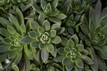 A close-up of vibrant green succulents with pointed leaves arranged in symmetrical rosettes. The natural texture and patterns create a striking visual in a garden setting, surrounded by lush greenery.