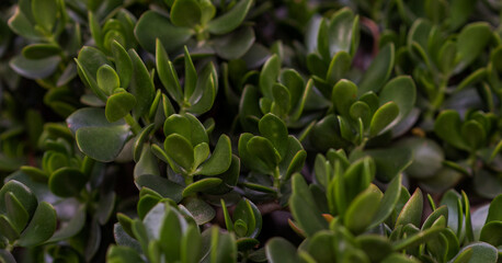 Close-up view of jade plant leaves with glossy, vibrant green surfaces, creating a natural and lush composition. Ideal for indoor gardening themes or botanical displays showcasing healthy foliage.