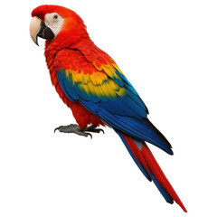 Obraz premium Colorful Macaw Perched on a Branch Isolated on Transparent Background