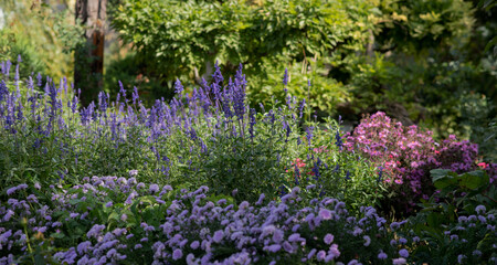 Blooming garden with vibrant purple, pink, and blue flowers surrounded by lush green foliage under soft natural sunlight, creating a serene and colorful landscape.