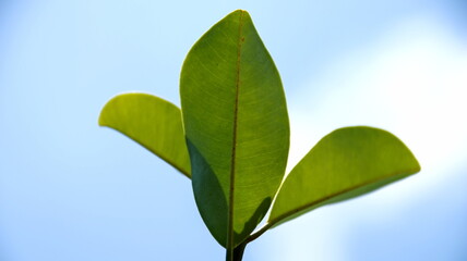 Green leaves sprout upwards against a clear blue sky, symbolizing growth and new beginnings in a serene and hopeful atmosphere.