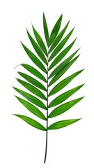 Fototapeta premium Single vibrant green palm frond, sharply detailed, isolated on white