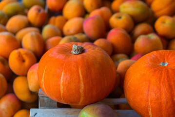Pumpkins on the grocery store counter.