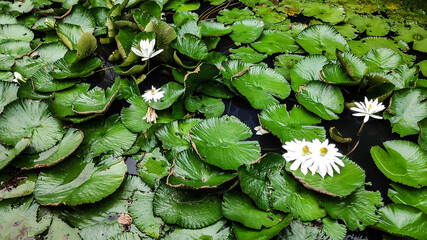White water lilies bloom among lush green lily pads floating on a tranquil pond surface, creating a serene and natural scene.