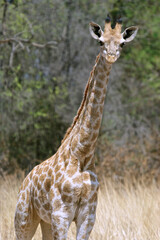Young giraffe portrait showing distinctive reticulated pattern and alert expression with small horns and large ears, captured in natural African bushveld habitat with soft background