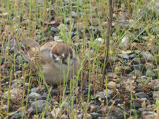 The young sparrow lost in a spring garden / 春の庭先で迷子になっているスズメの幼鳥