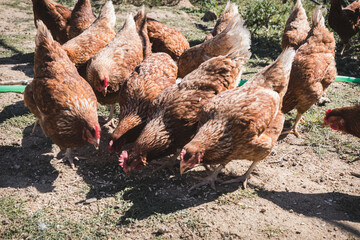 Happy Free-Range Chickens Outdoors