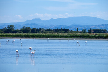Cervia salt pans, Po Delta Regional Park, marshes and salt pans of the Adriatic Sea, Cervia