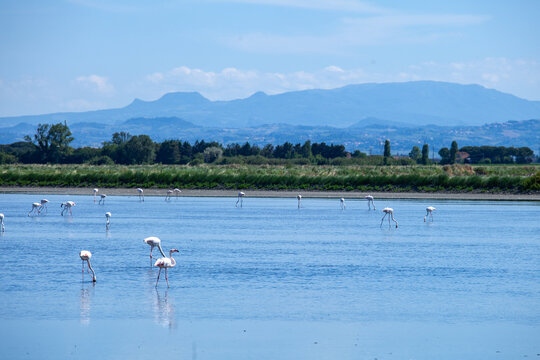 Cervia salt pans, Po Delta Regional Park, marshes and salt pans of the Adriatic Sea, Cervia