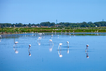 Cervia salt pans, Po Delta Regional Park, marshes and salt pans of the Adriatic Sea, Cervia