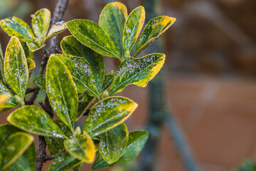 Tree leaves infested with a large aphid infestation, Copy Space