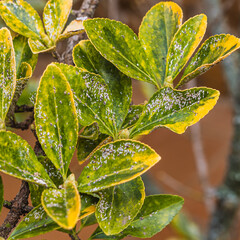 Tree with green and yellow leaves diseased due to aphid infestation. Square format