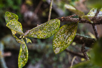 Diaspidini is a tribe of hemipteran insects in the family Diaspididae.