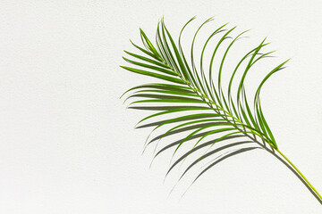 Green palm tree leaf with shadow on white textured wall background, tropical leaves decoration, exotic plant branch backdrop, floral pattern, foliage border, spring or summer nature frame, copy space