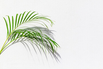 Green palm tree leaf with shadow on white textured wall background, tropical leaves decoration, exotic plant branch backdrop, floral pattern, foliage border, spring or summer nature frame, copy space