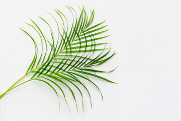 Green palm tree leaf with shadow on white textured wall background, tropical leaves decoration, exotic plant branch backdrop, floral pattern, foliage border, spring or summer nature frame, copy space