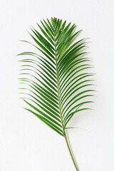 Green palm tree leaf with shadow on white textured wall background, tropical leaves decoration, exotic plant branch backdrop, floral pattern, foliage border, spring or summer nature frame, copy space